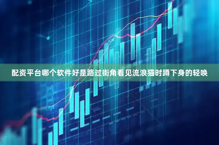 配资平台哪个软件好是路过街角看见流浪猫时蹲下身的轻唤